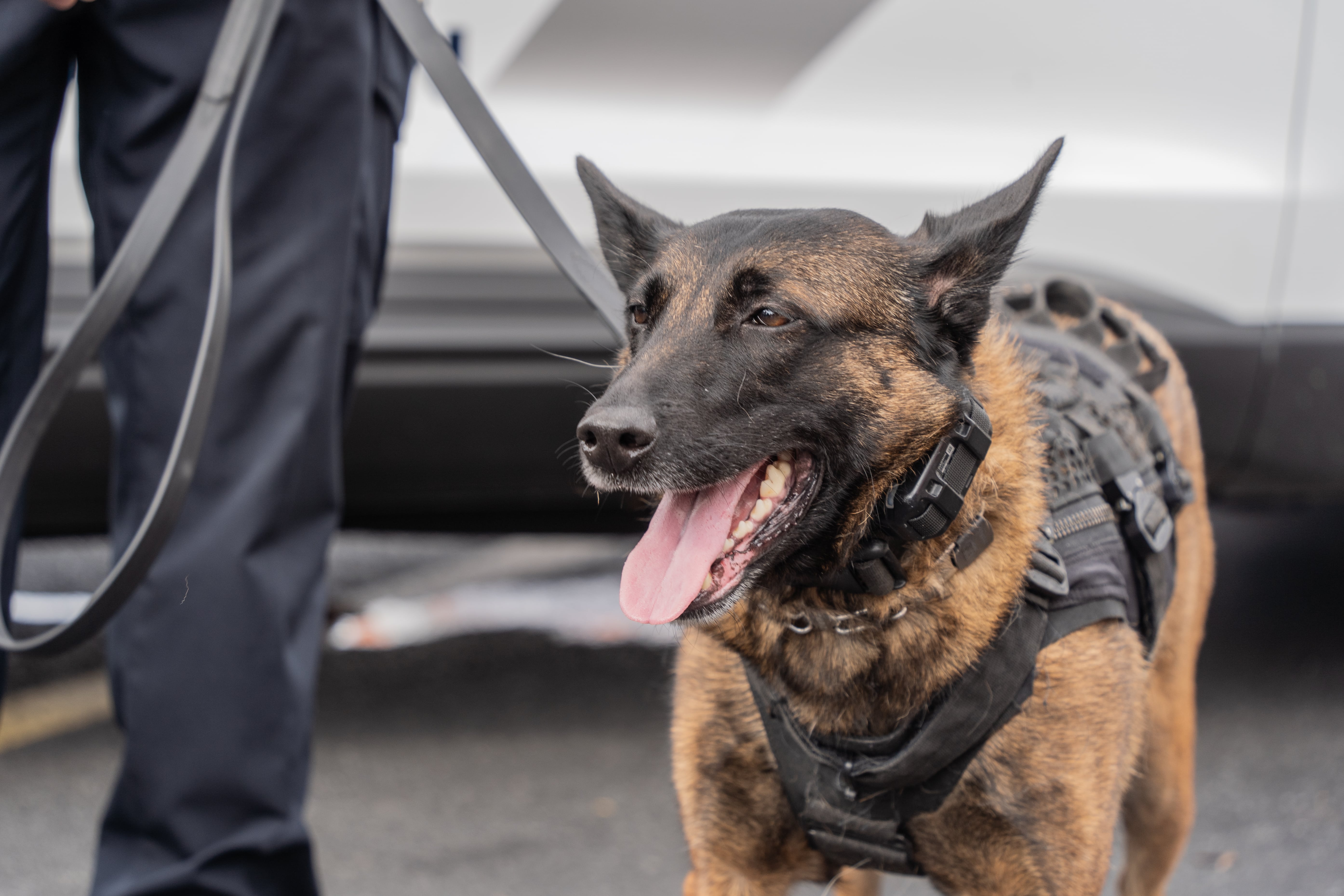 K9 Support